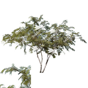 Chilean Mesquite Tree 2