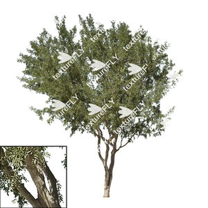 Ironwood Tree 2