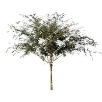 Texture TIFF Chinese Elm tree