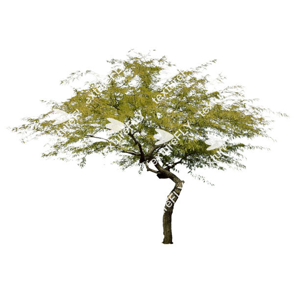 Texture TIFF Chilean Mesquite tree