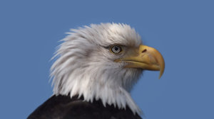 Eagle Chroma