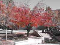 tree_01