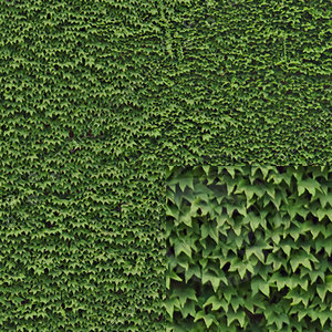 Ivy wall tileable