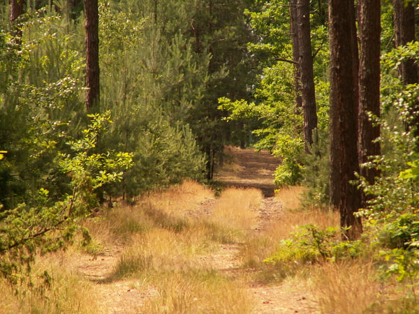 Stock JPEG scenery tree forest