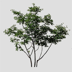 alpha cut out young tree