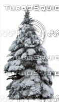 Snow covered wintertree