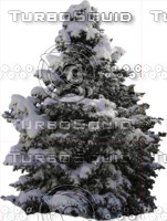 Snow covered wintertree