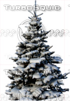 Snow covered wintertree