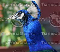 Peacock head