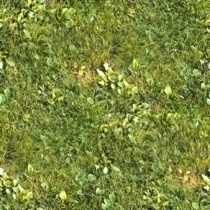 Grass