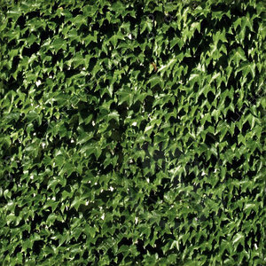 Vine Wall