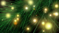 Branch N Lights