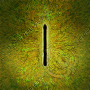 Dino_Rounded_Slit_Style_Eye_JPEG.jpg