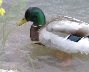 Duck