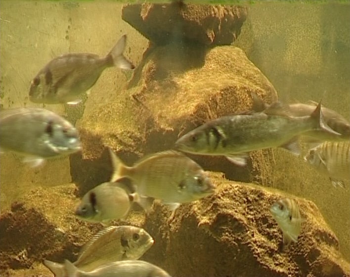  https://static.turbosquid.com/Preview/2014/08/01__18_43_57/Fish+in+aquarium+thumb.png4070626f-c4b1-430b-8861-98f68f4eeb44Original.jpg