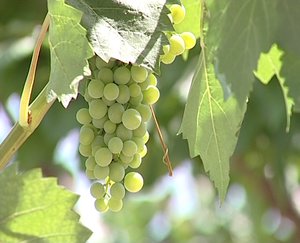 Grape