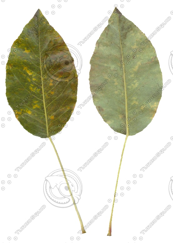 Texture Photoshop Pear leaf Fall