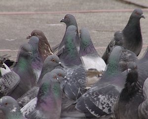 Pigeons