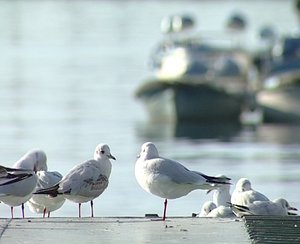 Seagull