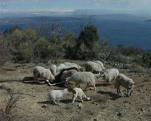 Sheep