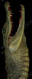 crocodile_11.jpg