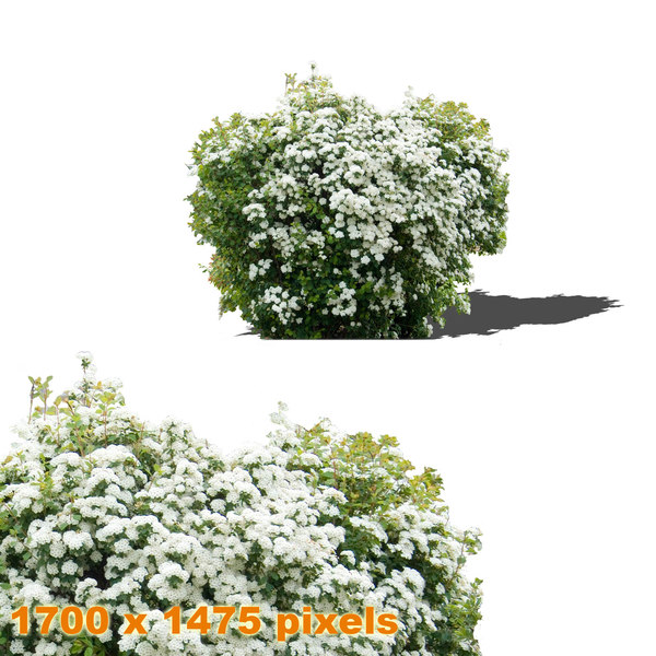 Texture PNG shrub Green blossom