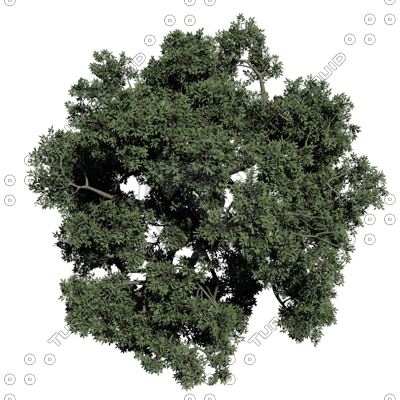 Texture PNG tree top middle