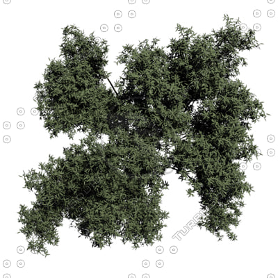 Texture PNG tree top middle