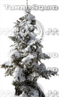 Snow covered wintertree