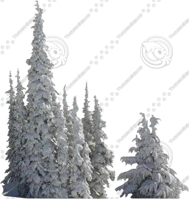 Texture Photoshop winter tree snow