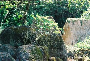 Hawaii: Plants and waterfalls