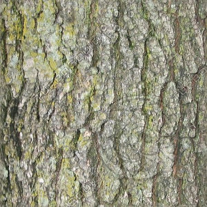 Bark