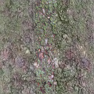 Bark