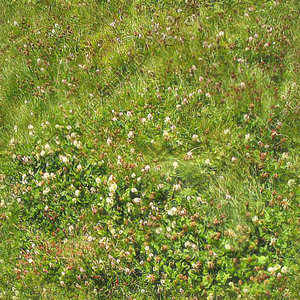 Grass