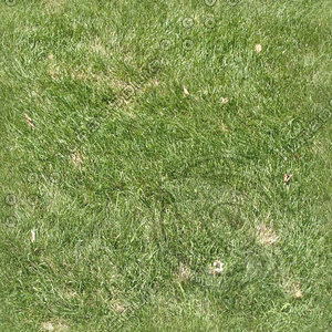 Grass