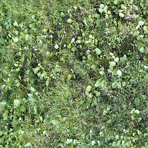 Grass
