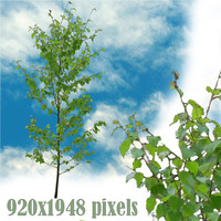 Birch Small
