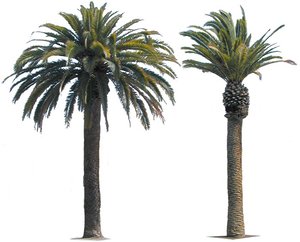 Canary Island Date Palm