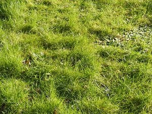 Grass Texture