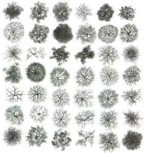 Tree Tops Naked Large Collection.psd