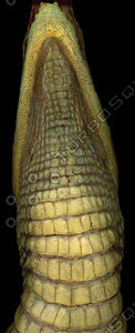 crocodile_04.jpg