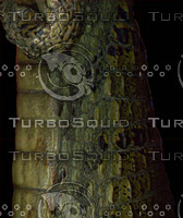 crocodile_13.jpg