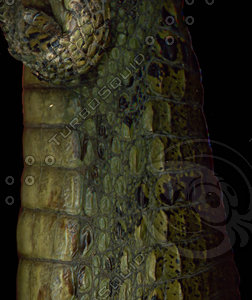 crocodile_13.jpg
