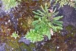ground concrete moss weeds 200x133