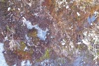 ground concrete moss weeds 2- 200x133