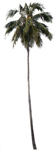 coconut palm tree