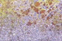 sidewalk mossy 200x133