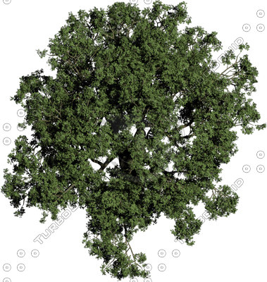 Texture PNG tree top middle