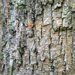 Bark