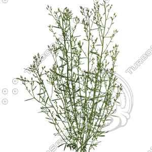 Grass_27